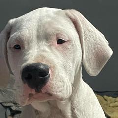 Dark Pink - White female Dogo Argentino puppy in Winter Haven, Florida from Wayward’s Dogos and Spellbound Greyhounds