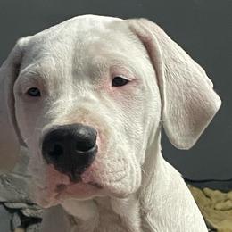 Dark Pink - White female Dogo Argentino puppy in Winter Haven, Florida from Wayward’s Dogos and Spellbound Greyhounds