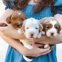 Goldendoodle Puppies from Blissful Doodles