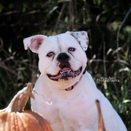 Bits - American Bulldog
