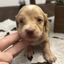 Nala - Cream female Dachshund puppy in Allenhurst, Georgia from B’s Dapper Dachshunds
