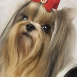 Spice - Biewer Terrier
