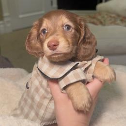 August - Chocolate and tan male Dachshund puppy in Modesto, California from Golden State Mini Doxies