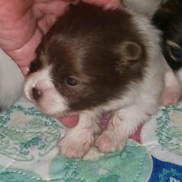 Rose - Chocolate parti female Pomeranian puppy in Weatherford, Texas from Jeweled Poms