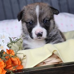 Winston - Sable male Pembroke Welsh Corgi puppy in Morgantown, Pennsylvania from Goldstar Puppies (License Number 18519)
