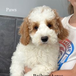 Paws - Parti male Goldendoodle puppy in Milford, Indiana from Railway Acres Kennel