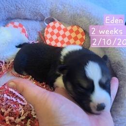 Pembroke Welsh Corgi and Siberian Husky Puppies from Regal Huskies of the Carolinas