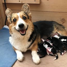Pembroke Welsh Corgi Puppies from Desert Sage Corgis