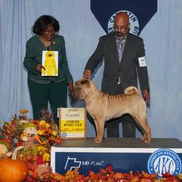 Chinese Shar-Pei from Hannaggin Shar Pei