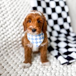 Usopp - Red  male Goldendoodle puppy in Springville, Utah from Happy Doodle
