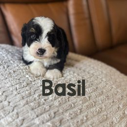 Basil - Tri-color male Bernedoodle puppy in Danielsville, Georgia from Meg's Doodles and Poodles