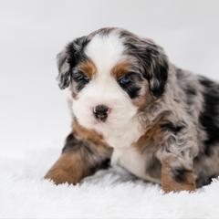 Kylo - male Australian Mountain Doodle puppy in Cortez, Colorado from Sassy Pants Pups