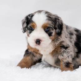 Kylo - male Australian Mountain Doodle puppy in Cortez, Colorado from Sassy Pants Pups