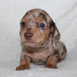 Michelangelo - Dapple male Dachshund puppy in Fairfax, Iowa from Grayson’s Lovable Dachshunds