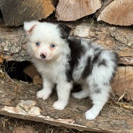 Scottish Terrier and Toy Australian Shepherd Puppies from Pecan Creek
