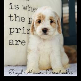 Boy 2 - Apricot male Australian Labradoodle puppy in Florence, New Jersey from Royal Manor Labradoodles