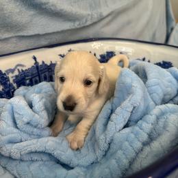 Collins - Cream male Dachshund puppy in Memphis, Tennessee from River City Doxies