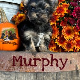 Yorkshire Terrier Puppies from Majestic Mountain Yorkies