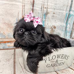 Clara - Black female Shih Tzu puppy in Claremont, California from Lovable Shih Tzus