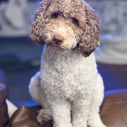 Jewels - Goldendoodle