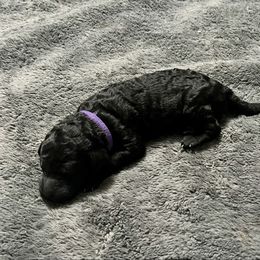 Purple girl - Silver female Poodle puppy in East Wenatchee, Washington from Stylish Standards