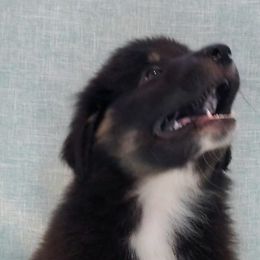 Australian Shepherd Puppies from Winsome Aussies