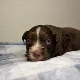 Griffin - Red tri male Miniature Australian Shepherd puppy in Brenham, Texas from Stone N Rose Kennels