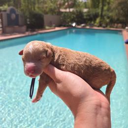 Plum - Apricot female Goldendoodle puppy in Gainesville, Florida from Alyssa Xxweetdoodles