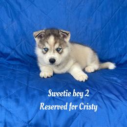 Sweetie boy 2 - Gray and white male Siberian Husky puppy in Ocala, Florida from Florida Husky Puppies