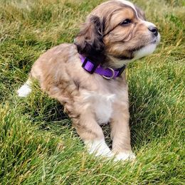 Cavapoo Puppies from Sophie's Puppy Den