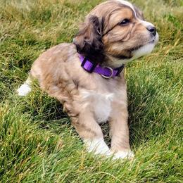 Cavapoo Puppies from Sophie's Puppy Den