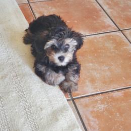 Yorkipoo Puppies from TheSocialk9