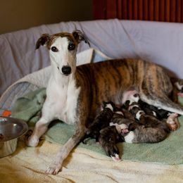 Whippet Puppies from Aperture Whippets