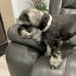 Miniature Schnauzer Puppies from Dirty Beard Mini Schnauzers