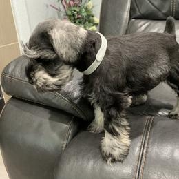 Miniature Schnauzer Puppies from Dirty Beard Mini Schnauzers