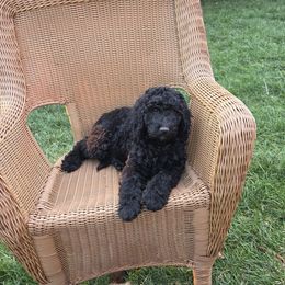 Bernedoodle and Poodle Puppies from Simply Amazing Doodles