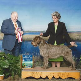Wirehaired Pointing Griffon Puppies from Leaping Dog Griffons