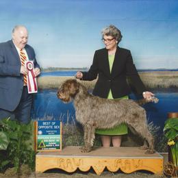 Wirehaired Pointing Griffon Puppies from Leaping Dog Griffons