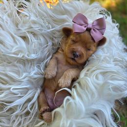 Cayenne - female Cavapoochon puppy in Bullard, Texas from Cavapoochon Central LLC