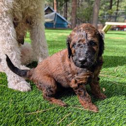 Rocky Road - Phantom male Goldendoodle puppy in Flagstaff, Arizona from Pat's Poodle Pups & Moore