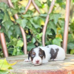 Beau - Chocolate and tan male Dachshund puppy in Salters, South Carolina from Long-Pine Dachshund