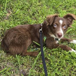 Rusty - Toy Australian Shepherd