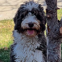 Honey - Bernedoodle