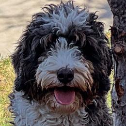 Honey - Bernedoodle