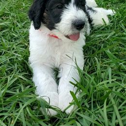 Aussiedoodle Puppies from Southwest Florida Doodles