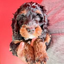 Tri Color Male 2 - Tri-color male Bernedoodle puppy in Anchorage, Alaska from Cascade Country Doodles