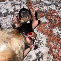 Yorkshire Terrier Puppies from The Yorkie House