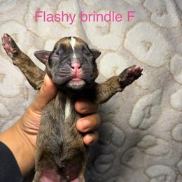 Pink - Brindle female Boxer puppy in Louisville, Kentucky from Nelson’s Fancy Frenchies and Bulldogs