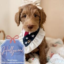 Hollywood - Apricot female Goldendoodle puppy in California City, California from Summer Sun Doodles