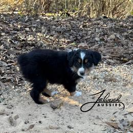 Micah - Black tri male Toy Australian Shepherd puppy in Lumberton, Mississippi from Talowah Aussies